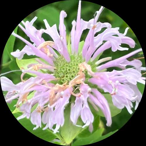 ~ blooms calendar ~