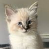 GCCF Ragdoll breed information