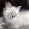 Kitten buyer's guide from The British Ragdoll Cat Club