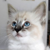 Currently available GCCF registered Ragdoll kittens from East Neuk Ragdolls