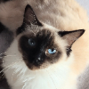 The British Ragdoll Cat Club