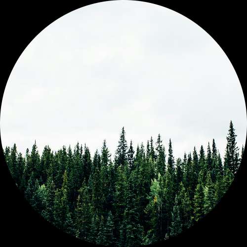 Evergreen Content Group LLC