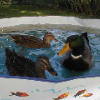 Mallard Ducks as Pets