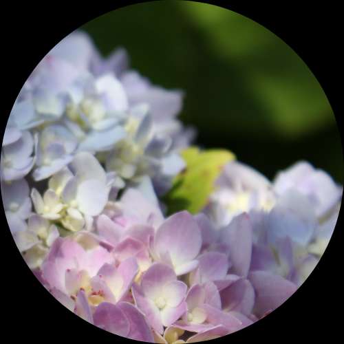 Hydrangeas Socials
