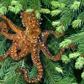 Help Save The ENDANGERED Pacific Northwest Tree Octopus From EXTINCTION!
