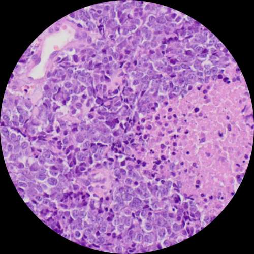 Willamette Pathology & Laboratory Services