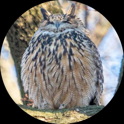 ZIKBAKGURI IS ONLINE